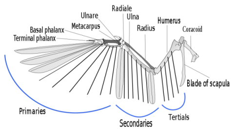 Comment j'illustre différents types d'ailes