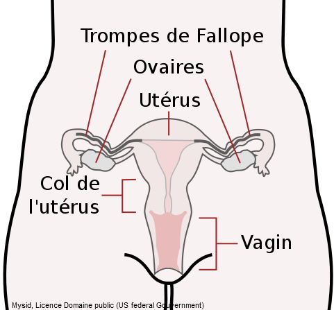 Schéma anatomie femme